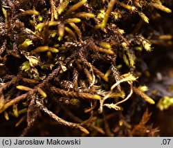 Pseudoleskeella catenulata (łańcuszkowiec wapieniolubny)