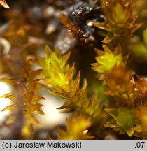 Pseudoleskeella catenulata (łańcuszkowiec wapieniolubny)