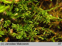 Leskeella nervosa (drąstewka długożeberkowa)