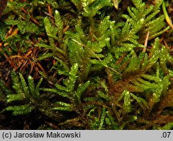 Pseudoscleropodium purum (brodawkowiec czysty)