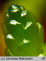 Pseudoscleropodium purum (brodawkowiec czysty)