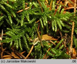 Pseudoscleropodium purum (brodawkowiec czysty)