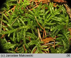 Pseudoscleropodium purum (brodawkowiec czysty)