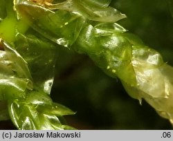 Pseudoscleropodium purum (brodawkowiec czysty)