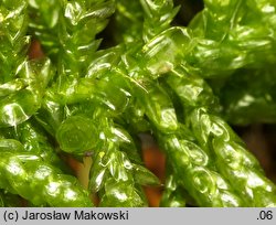 Pseudoscleropodium purum (brodawkowiec czysty)