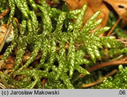 Pseudoscleropodium purum (brodawkowiec czysty)