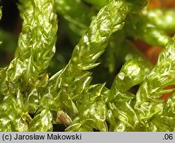 Pseudoscleropodium purum (brodawkowiec czysty)