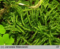 Pseudoscleropodium purum (brodawkowiec czysty)