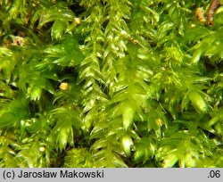 Pseudotaxiphyllum elegans (lśniątka wytworna)