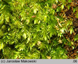 Pseudotaxiphyllum elegans (lśniątka wytworna)