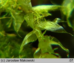 Pseudotaxiphyllum elegans (lśniątka wytworna)