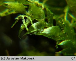 Pseudotaxiphyllum elegans (lśniątka wytworna)