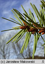 Pseudotsuga menziesii (daglezja zielona)