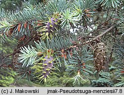 Pseudotsuga menziesii