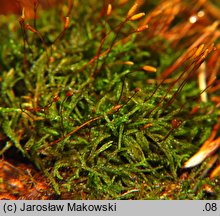 Pterigynandrum filiforme (międzylist nitkowaty)