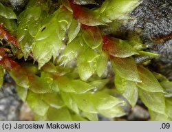 Pterigynandrum filiforme (międzylist nitkowaty)