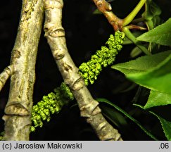 Pterocarya fraxinifolia (skrzydłorzech kaukaski)