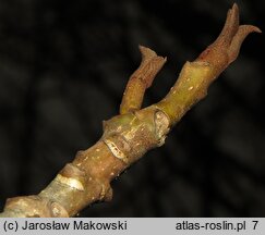 Pterocarya fraxinifolia (skrzydłorzech kaukaski)