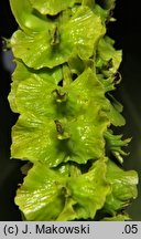 Pterocarya fraxinifolia (skrzydłorzech kaukaski)