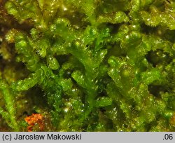 Ptilidium ciliare (rzęsiak pospolity)