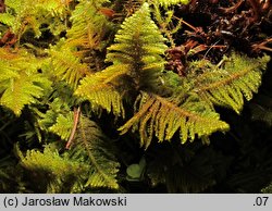 Ptilium crista-castrensis (piórosz pierzasty)