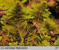 Ptilium crista-castrensis (piórosz pierzasty)