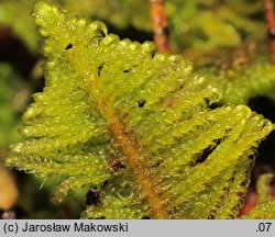 Ptilium crista-castrensis (piórosz pierzasty)