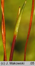 Ptilium crista-castrensis (piórosz pierzasty)