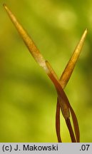 Ptilium crista-castrensis (piórosz pierzasty)