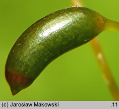 Ptilium crista-castrensis (piórosz pierzasty)