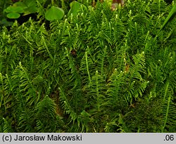 Ptilium crista-castrensis (piórosz pierzasty)