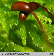 Ptilium crista-castrensis (piórosz pierzasty)