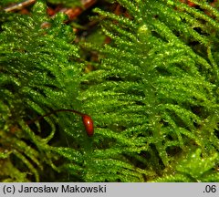 Ptilium crista-castrensis (piórosz pierzasty)