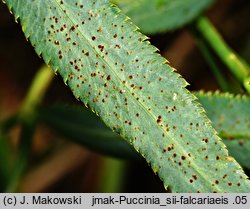 Falcaria vulgaris (sierpnica pospolita)