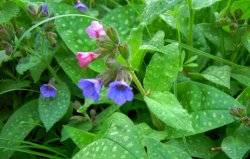 Pulmonaria officinalis (miodunka plamista)