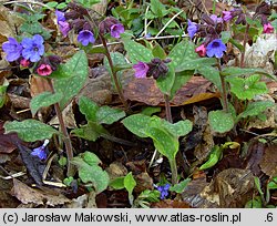 Pulmonaria officinalis (miodunka plamista)