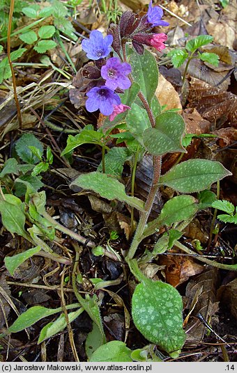 Pulmonaria officinalis (miodunka plamista)