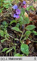 Pulmonaria officinalis (miodunka plamista)