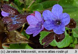 Pulmonaria officinalis (miodunka plamista)