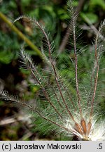 Pulsatilla vulgaris (sasanka zwyczajna)