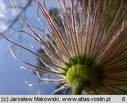 Pulsatilla vulgaris (sasanka zwyczajna)