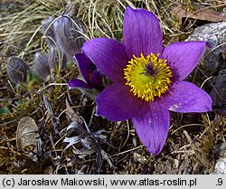 Pulsatilla vulgaris (sasanka zwyczajna)