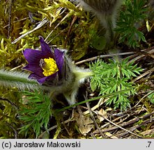 Pulsatilla vulgaris (sasanka zwyczajna)