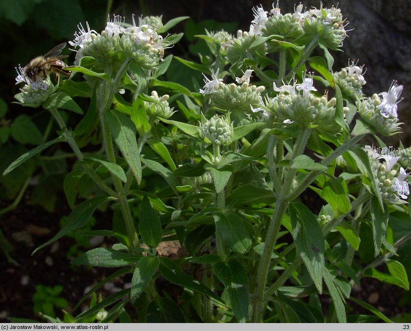 Pycnanthemum verticillatum var. pilosum (tulia omszona)