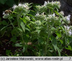 Pycnanthemum verticillatum var. pilosum (tulia omszona)