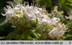 Pycnanthemum verticillatum var. pilosum (tulia omszona)