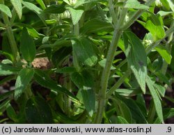 Pycnanthemum verticillatum var. pilosum (tulia omszona)