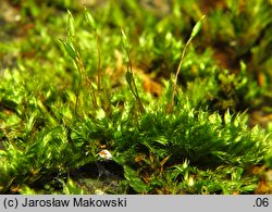 Pylaisia polyantha (korowiec wielozarodnikowy)