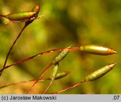 Pylaisia polyantha (korowiec wielozarodnikowy)