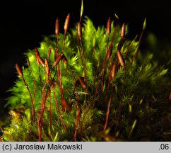 Pylaisia polyantha (korowiec wielozarodnikowy)